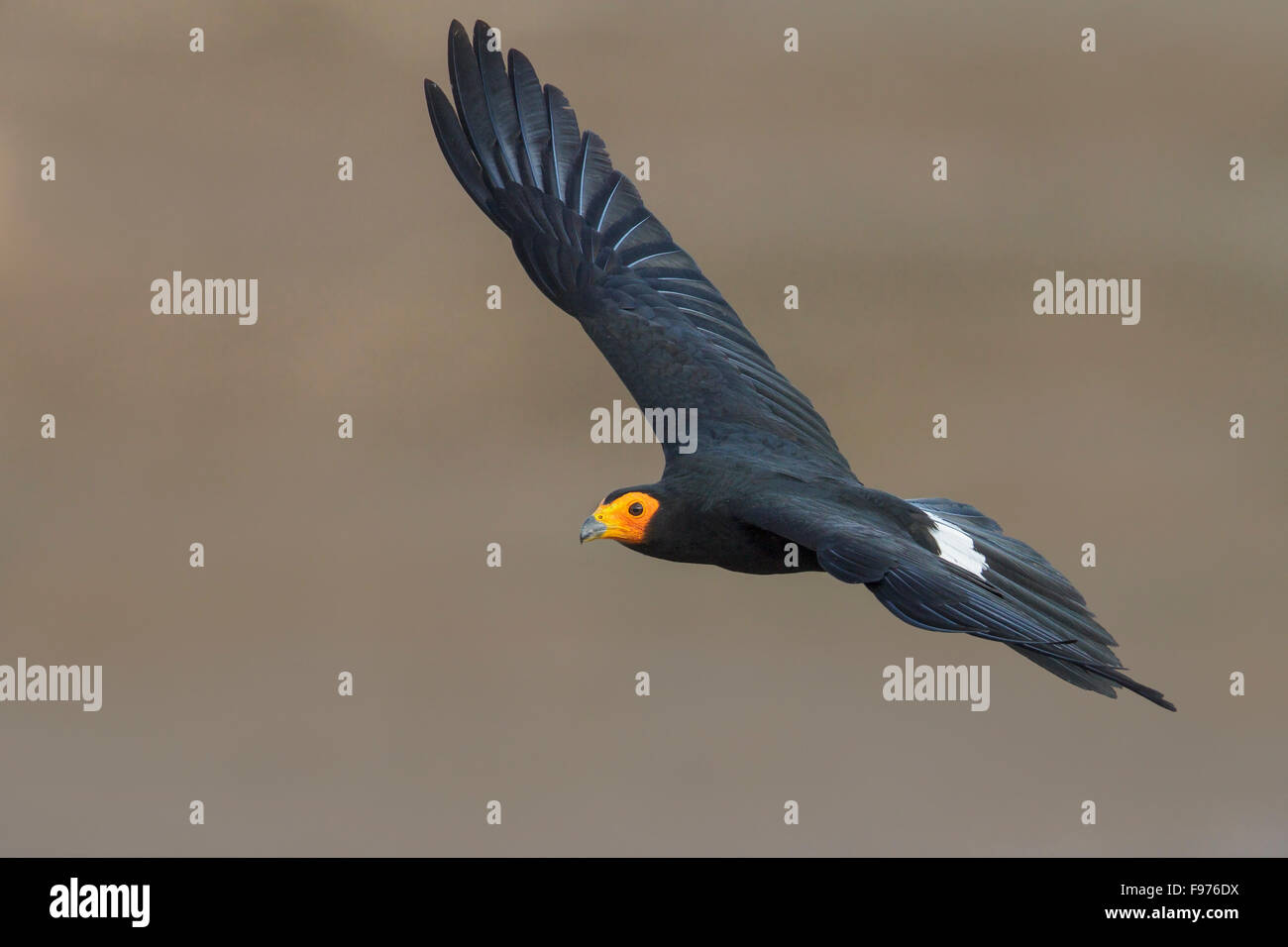 Caracara noir (Daptrius ater) en vol dans la région de parc national Manu, Pérou. Banque D'Images