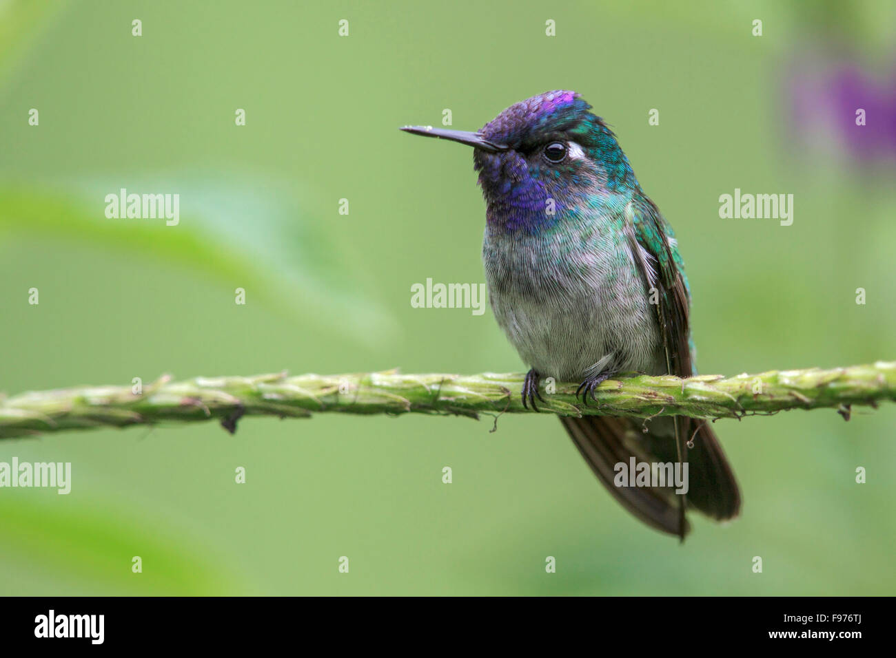 Violetheaded (Klais guimeti Hummingbird) perché sur une branche dans le parc national de Manu, Pérou. Banque D'Images