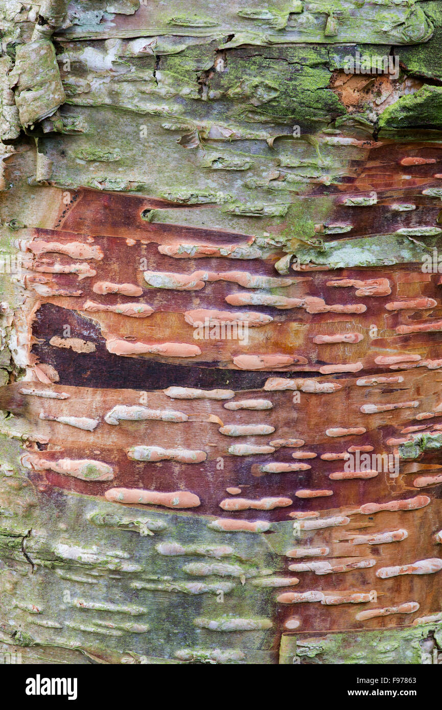 Betula lenta. L'écorce de bouleau sucré tendance close up Banque D'Images