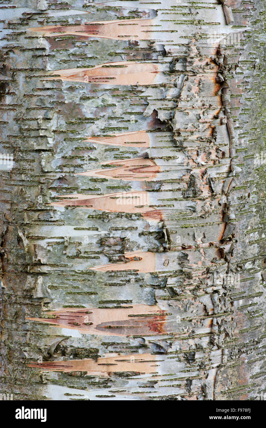 Betula lenta. L'écorce de bouleau à papier pattern close up Banque D'Images