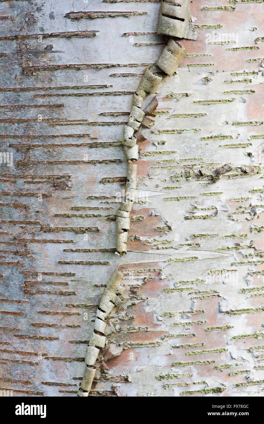 Betula lenta. L'écorce de bouleau à papier pattern close up Banque D'Images