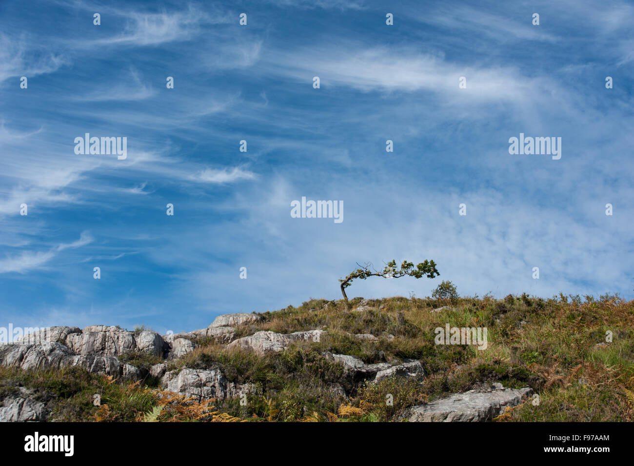 Rabougries et arbre balayées par le Loch Hourn par Banque D'Images