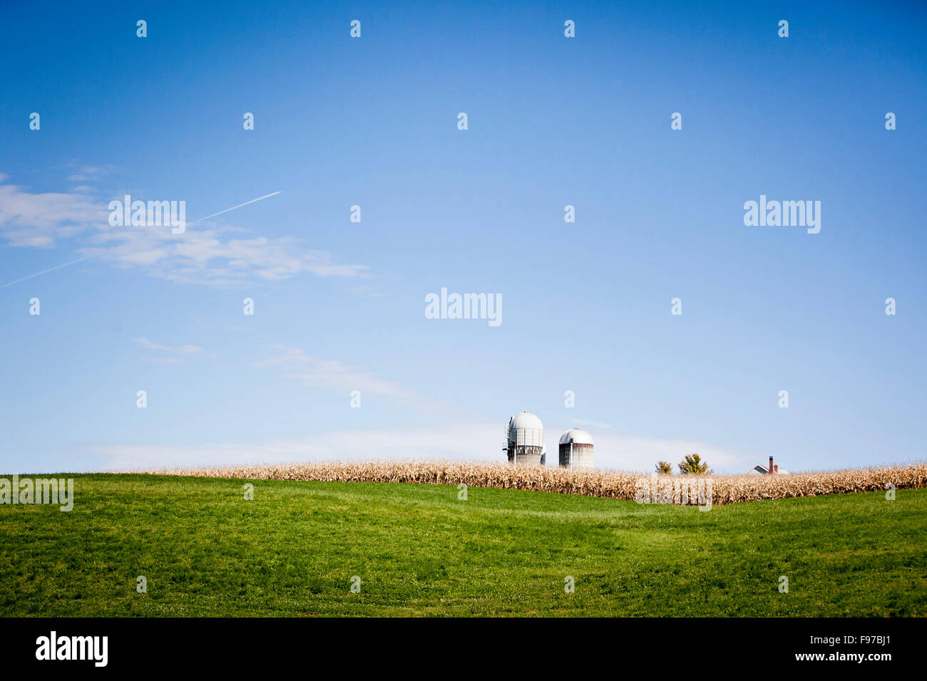 Ferme et champ de maïs. Banque D'Images