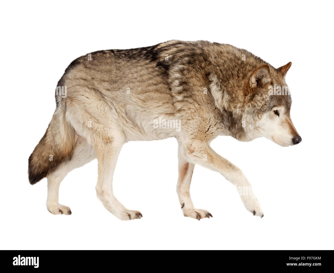 Wolf. Plus isolé sur fond blanc Banque D'Images