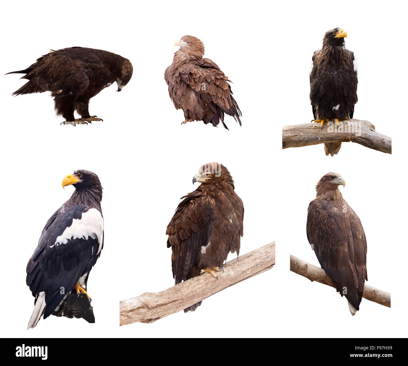 Ensemble d'aigles. Plus isolé sur fond blanc Banque D'Images