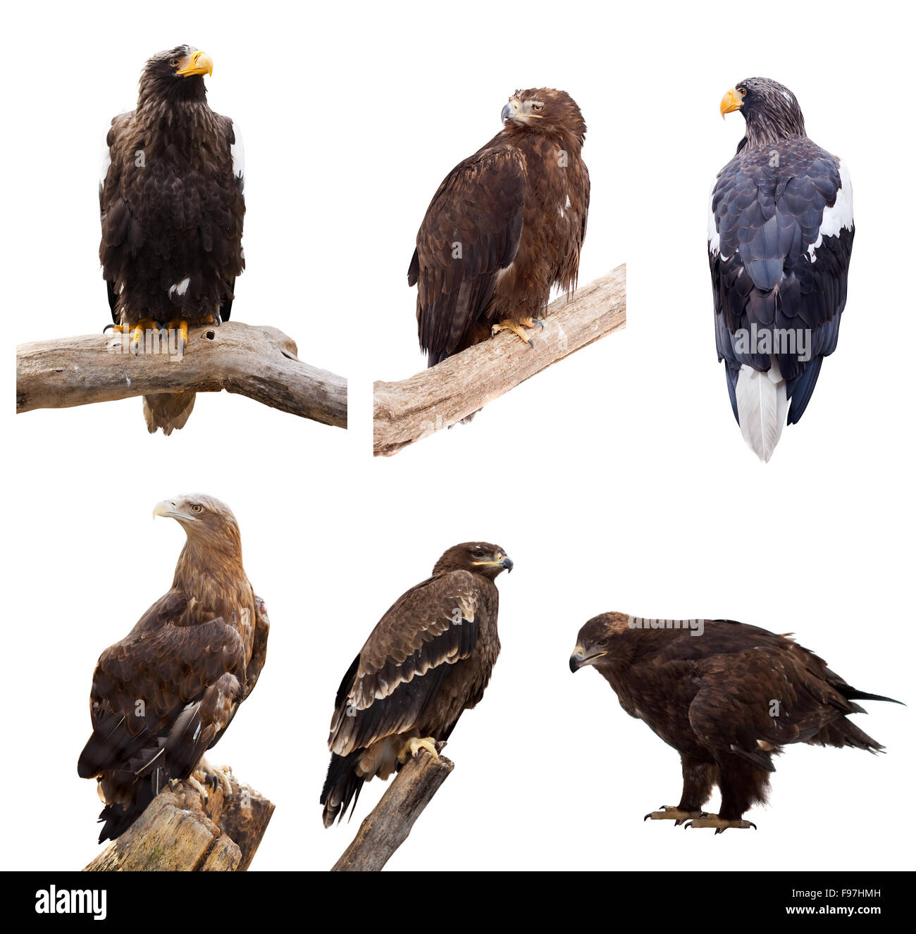 Ensemble d'aigles. Plus isolé sur fond blanc Banque D'Images