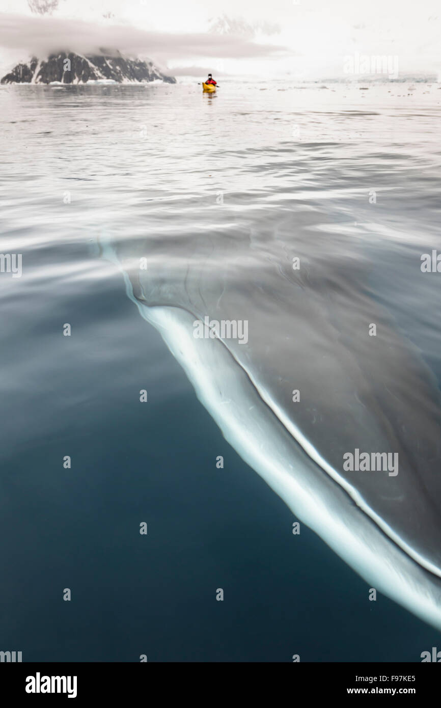 Un petit rorqual en Neko Harbour, péninsule Antarctique, l'Antarctique. Banque D'Images