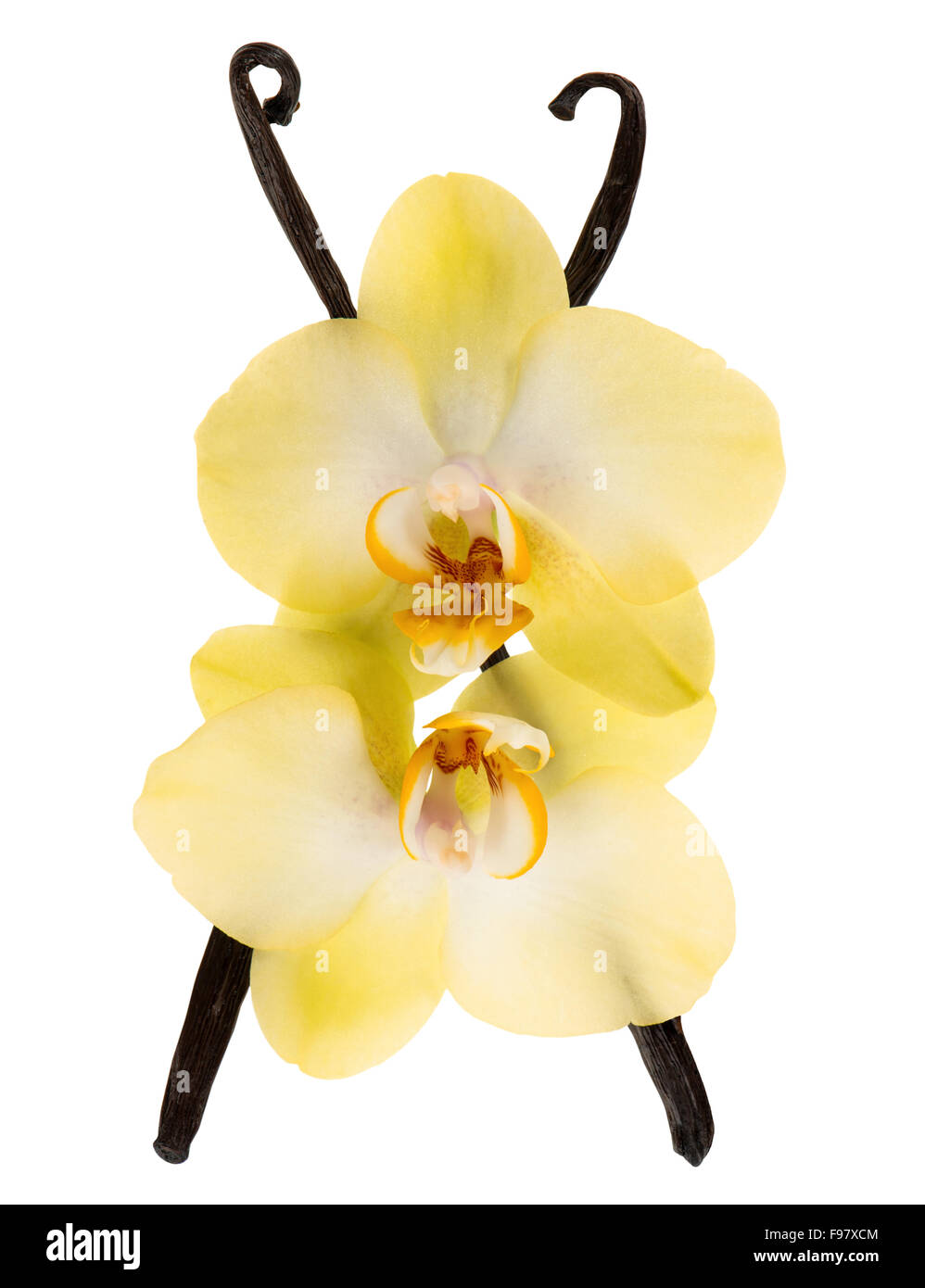 Les gousses de vanille et fleurs orchidée jaune isolé sur fond blanc Banque D'Images