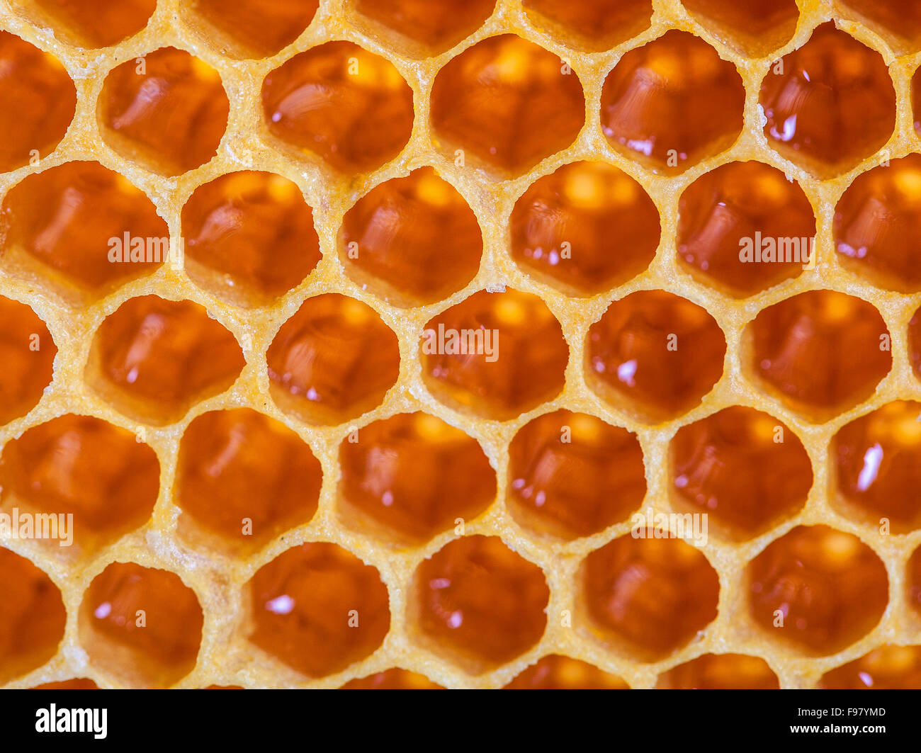 Fresh Honeycomb macro close up Banque D'Images