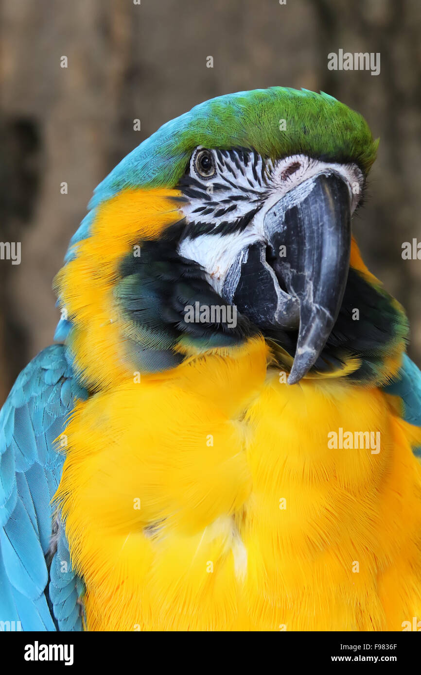 Blue and Gold Macaw. L'Ara bleu. Ara ararauna. Royaume des oiseaux, Niagara Falls, Ontario, Canada. Banque D'Images