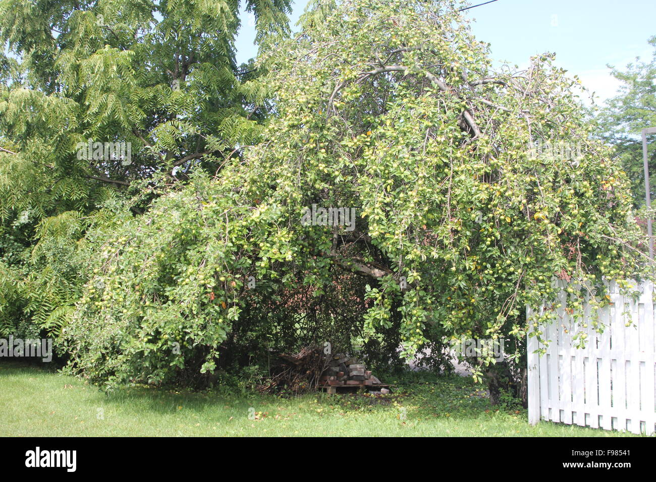 Branches plein de crabe vert-pomme sur un arbre sur une propriété bien entretenue Banque D'Images