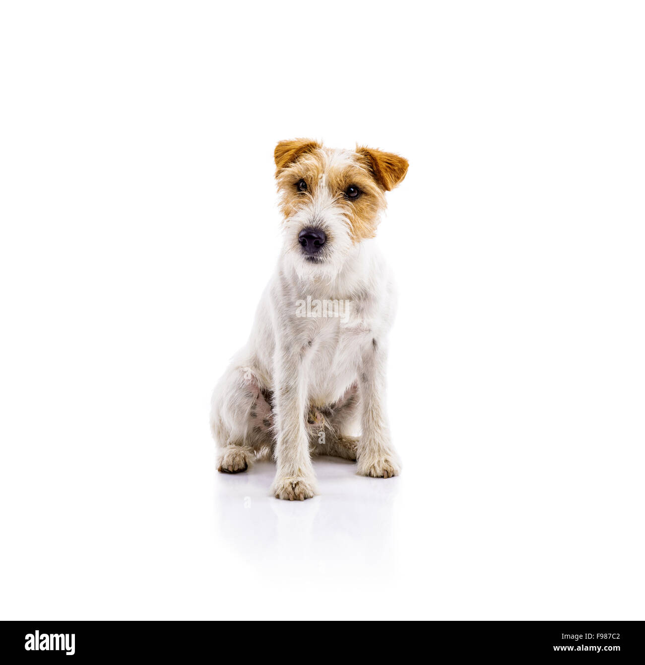 Une adorable jeune Parson Russell Terrier chien isolé sur fond blanc Banque D'Images