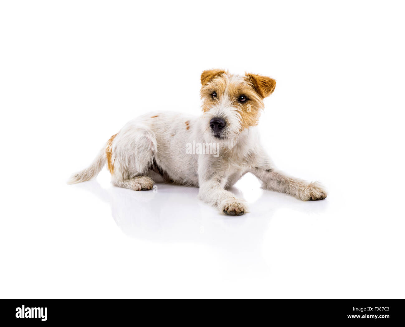 Une adorable jeune Parson Russell Terrier chien isolé sur fond blanc Banque D'Images