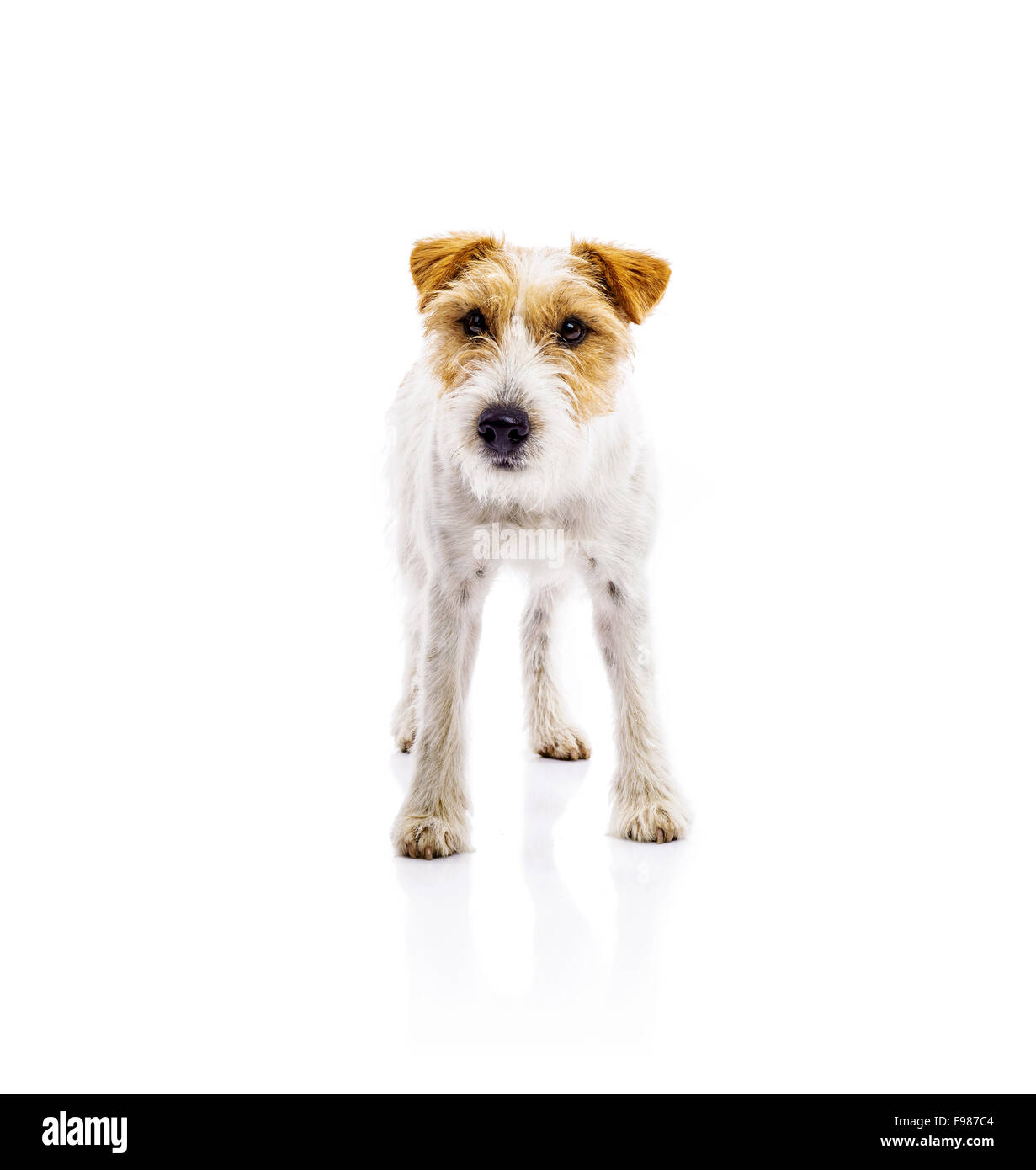 Une adorable jeune Parson Russell Terrier chien isolé sur fond blanc Banque D'Images
