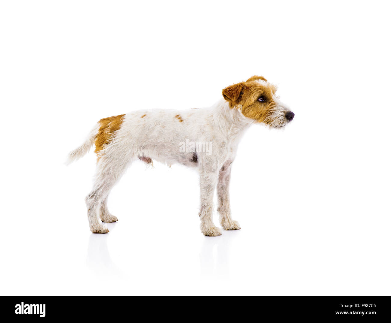 Une adorable jeune Parson Russell Terrier chien isolé sur fond blanc Banque D'Images