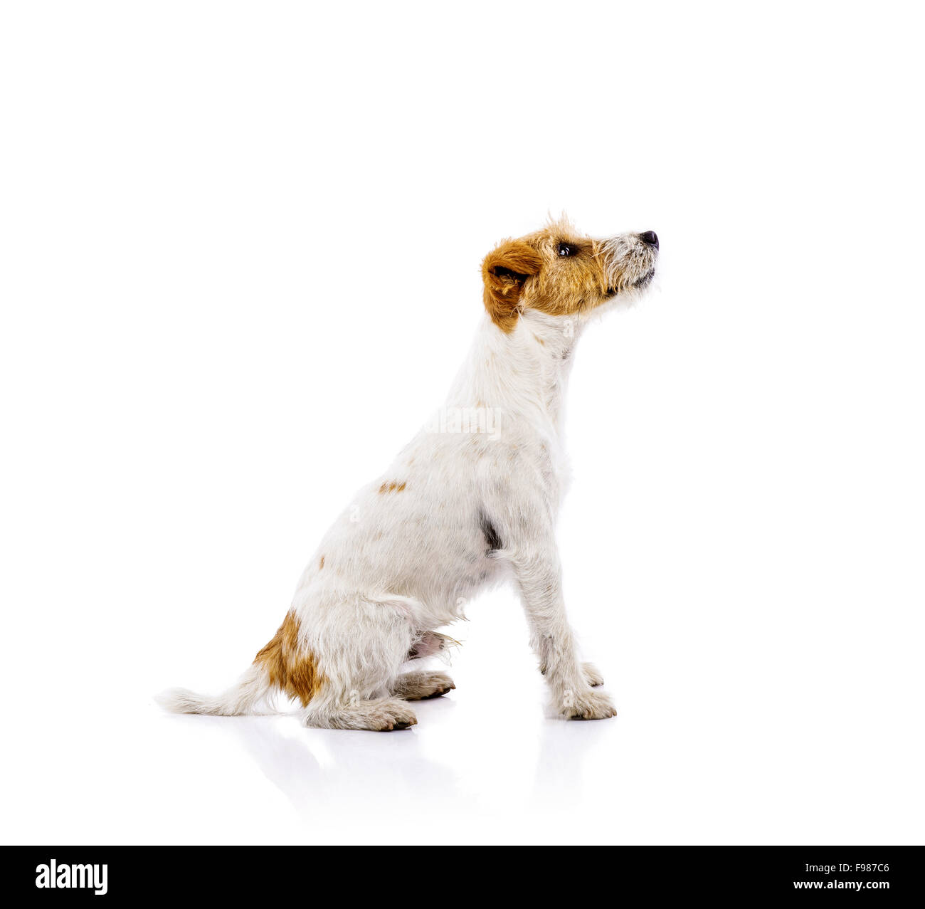 Une adorable jeune Parson Russell Terrier chien isolé sur fond blanc Banque D'Images