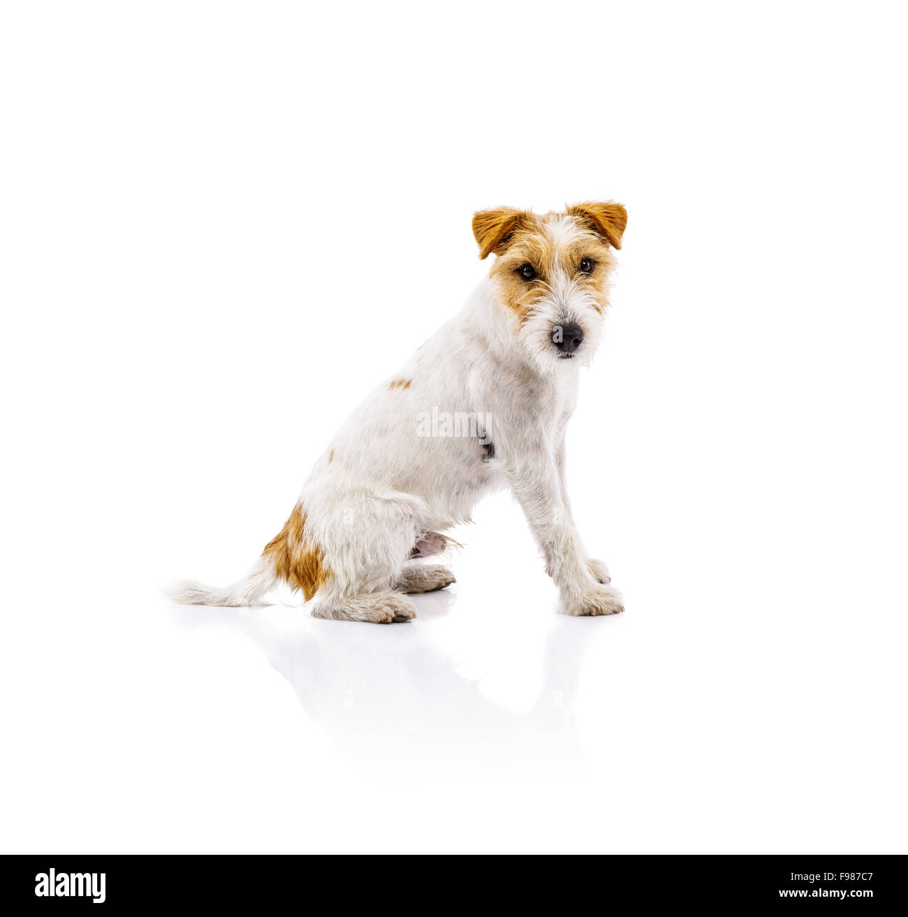 Une adorable jeune Parson Russell Terrier chien isolé sur fond blanc Banque D'Images