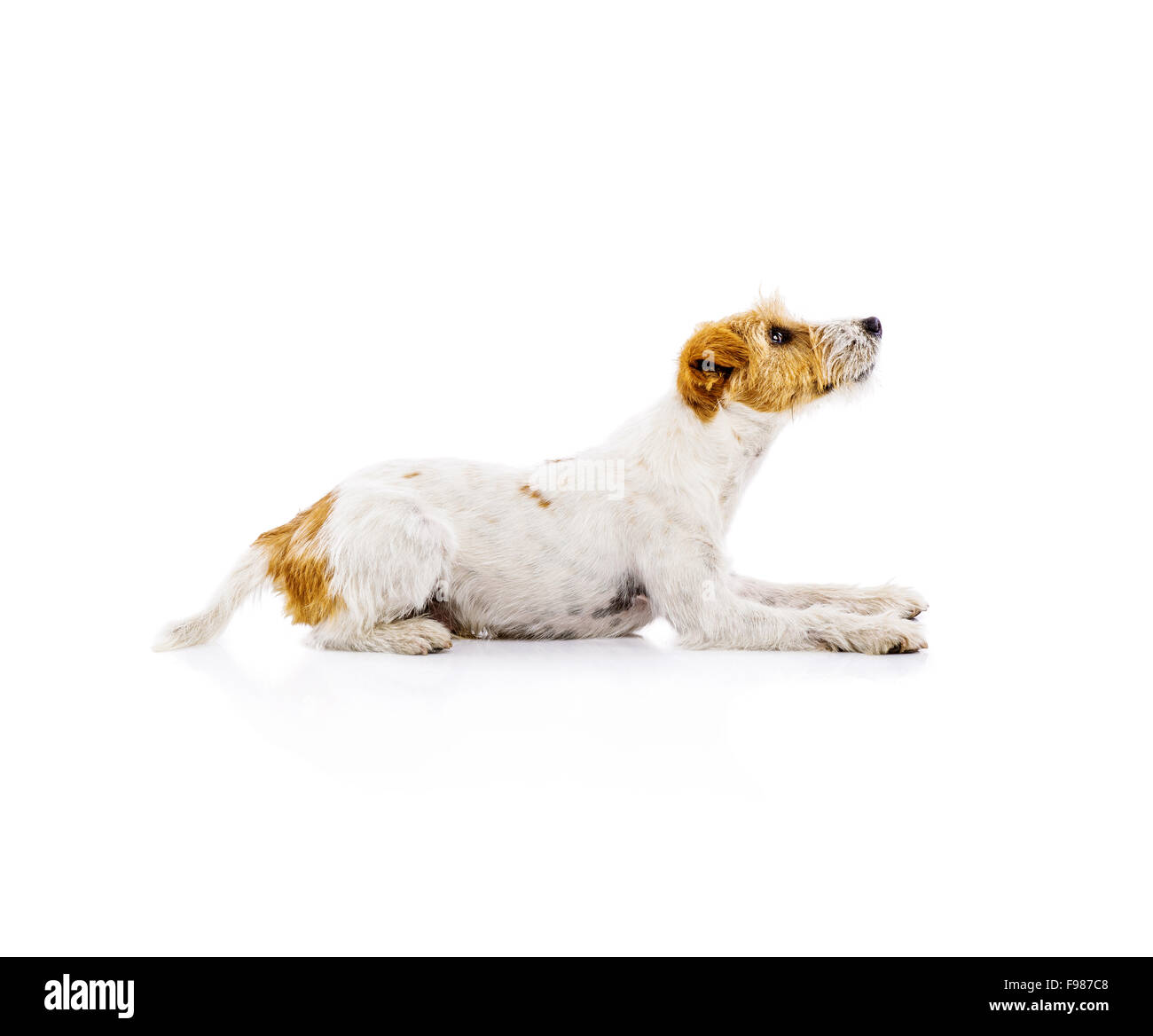 Une adorable jeune Parson Russell Terrier chien isolé sur fond blanc Banque D'Images