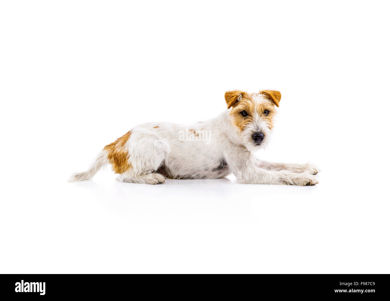 Une adorable jeune Parson Russell Terrier chien isolé sur fond blanc Banque D'Images