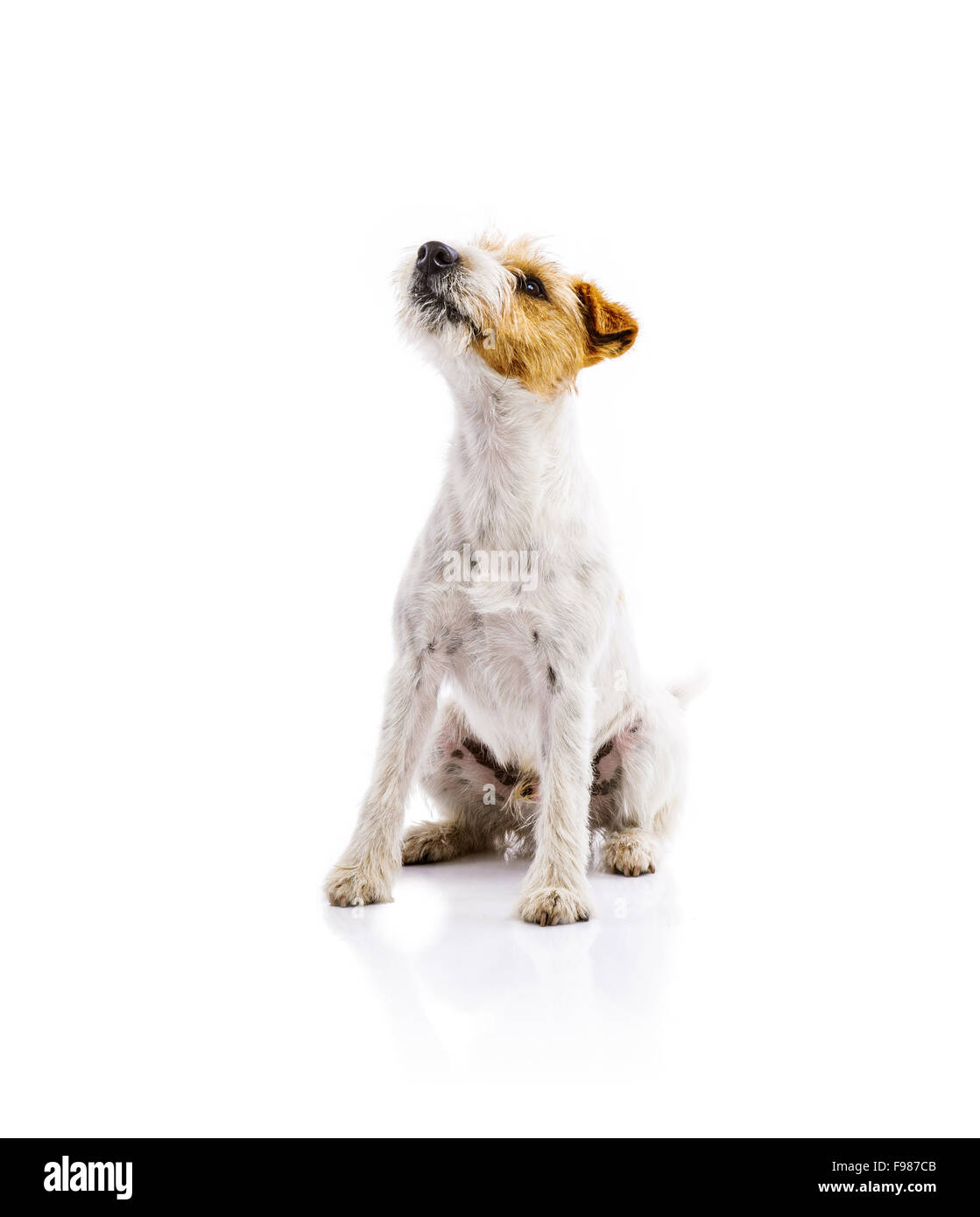 Une adorable jeune Parson Russell Terrier chien isolé sur fond blanc Banque D'Images