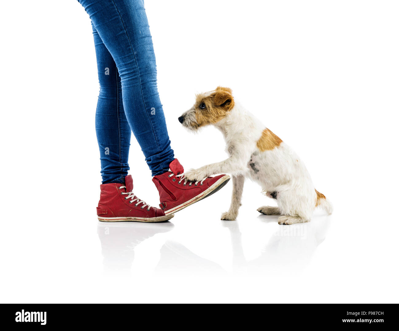 Cute Parson Russell Terrier chien mendier à jouer au pieds du propriétaire isolé sur fond blanc Banque D'Images