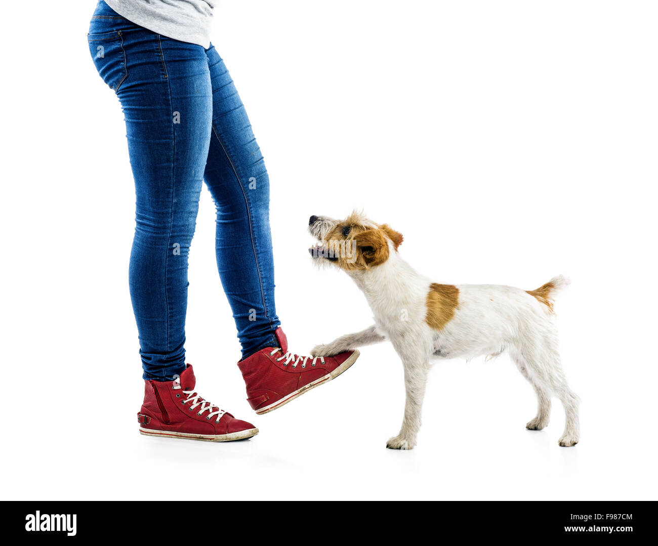 Cute Parson Russell Terrier chien mendier à jouer au pieds du propriétaire isolé sur fond blanc Banque D'Images
