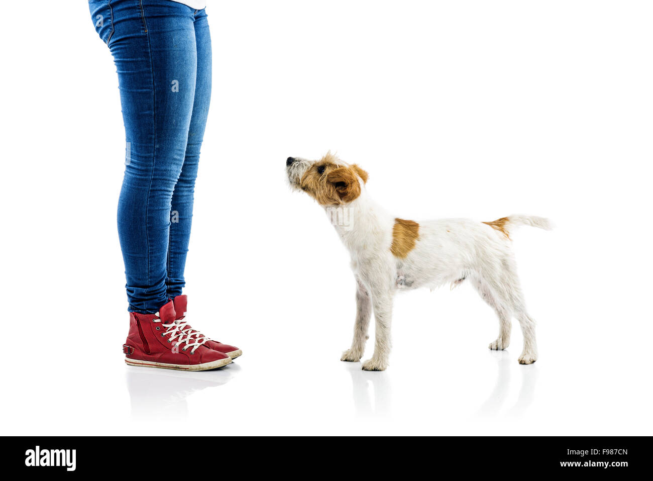 Cute Parson Russell Terrier chien mendier à jouer au pieds du propriétaire isolé sur fond blanc Banque D'Images