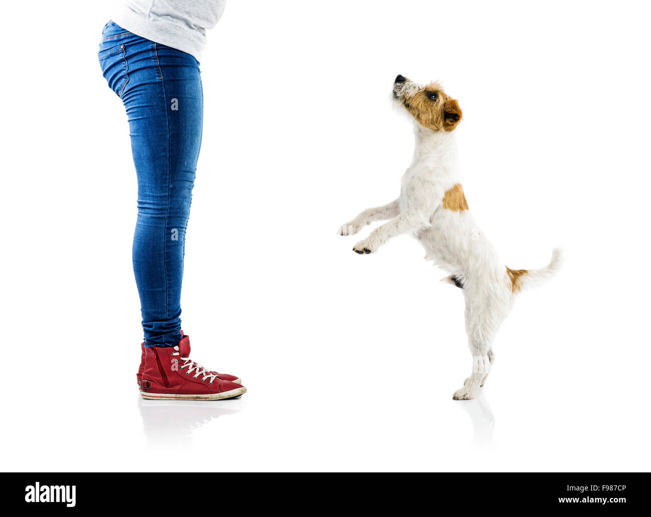 Cute Parson Russell Terrier chien mendier à jouer au pieds du propriétaire isolé sur fond blanc Banque D'Images