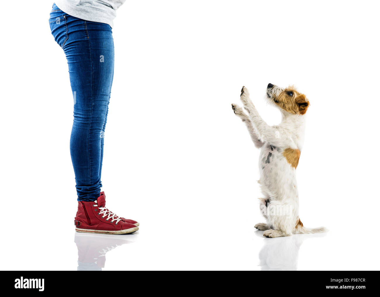 Cute Parson Russell Terrier chien mendier à jouer au pieds du propriétaire isolé sur fond blanc Banque D'Images