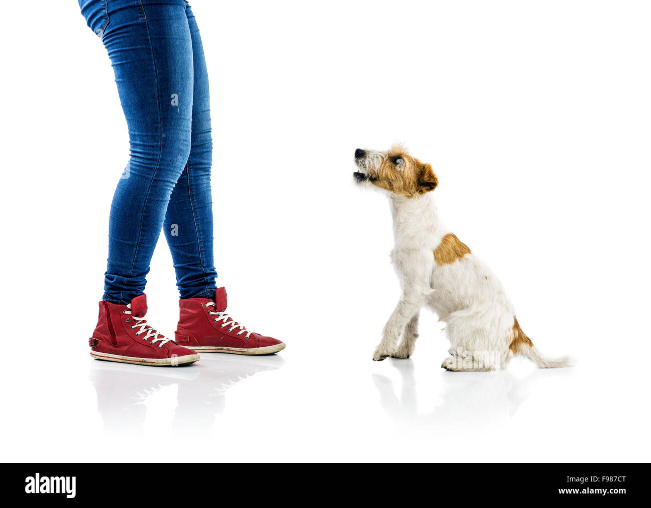 Cute Parson Russell Terrier chien mendier à jouer au pieds du propriétaire isolé sur fond blanc Banque D'Images