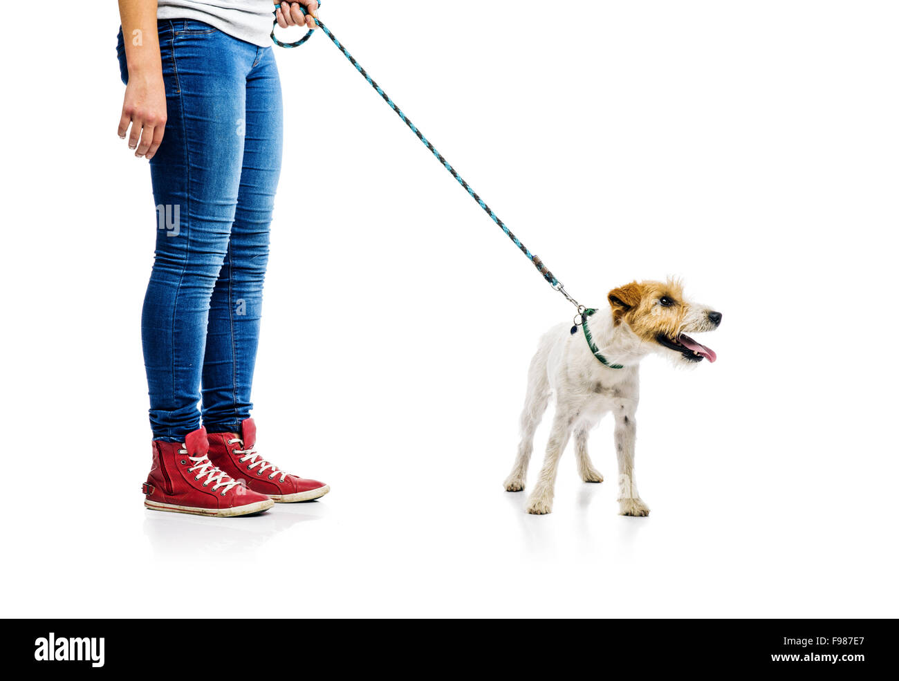 Cute Parson Russell Terrier chien en laisse sur la promenade avec son propriétaire, isolé sur fond blanc Banque D'Images