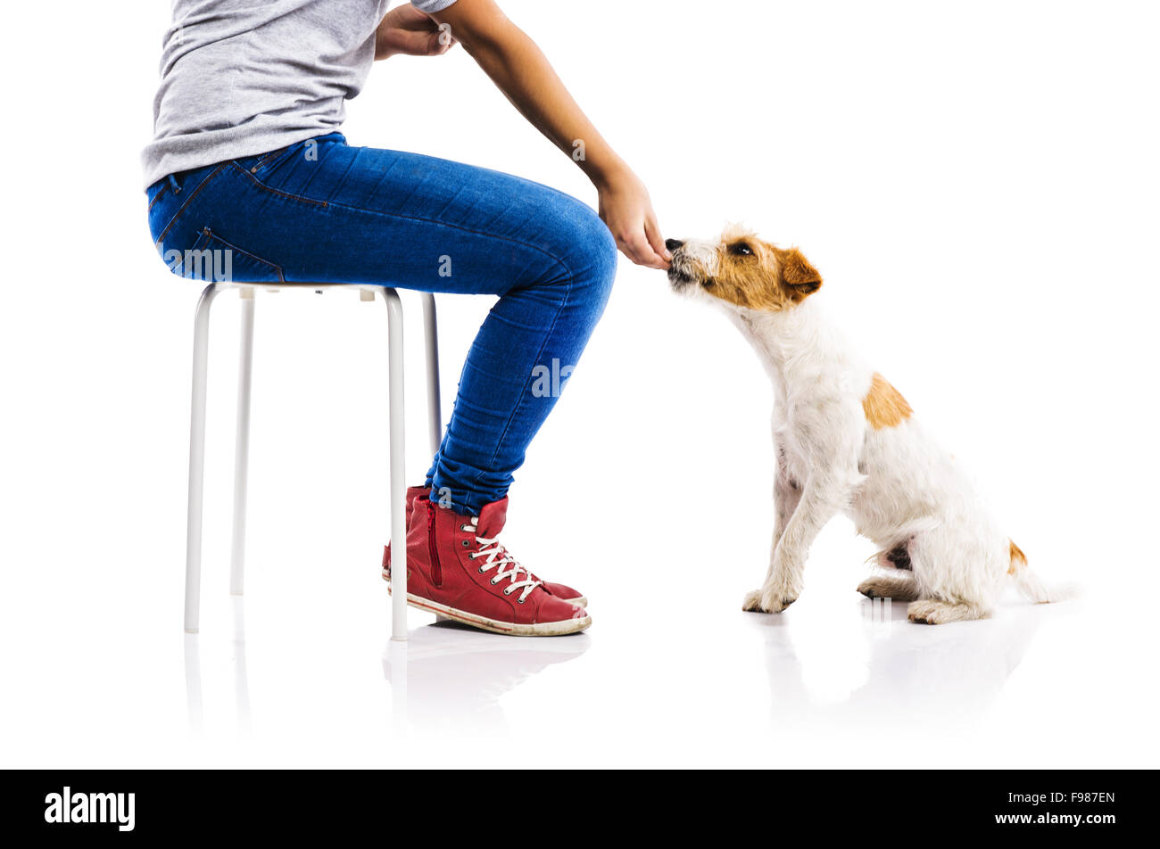 Méconnaissable Woman feeding cute parson Russel terrier chien isolé sur fond blanc Banque D'Images