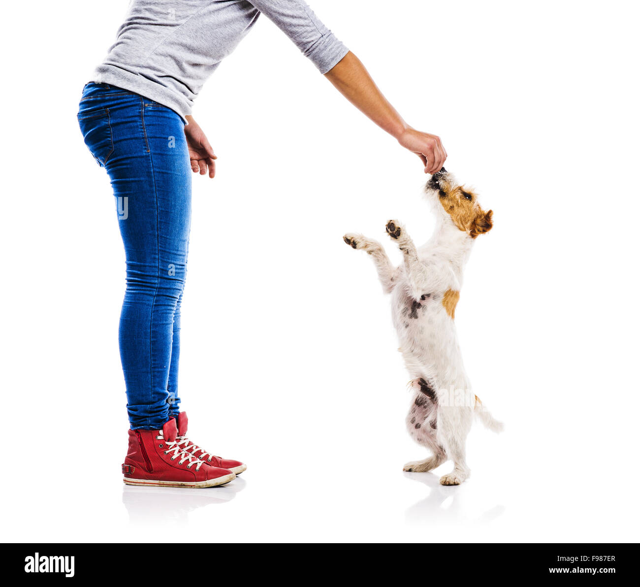 Méconnaissable Woman feeding cute parson Russel terrier chien isolé sur fond blanc Banque D'Images