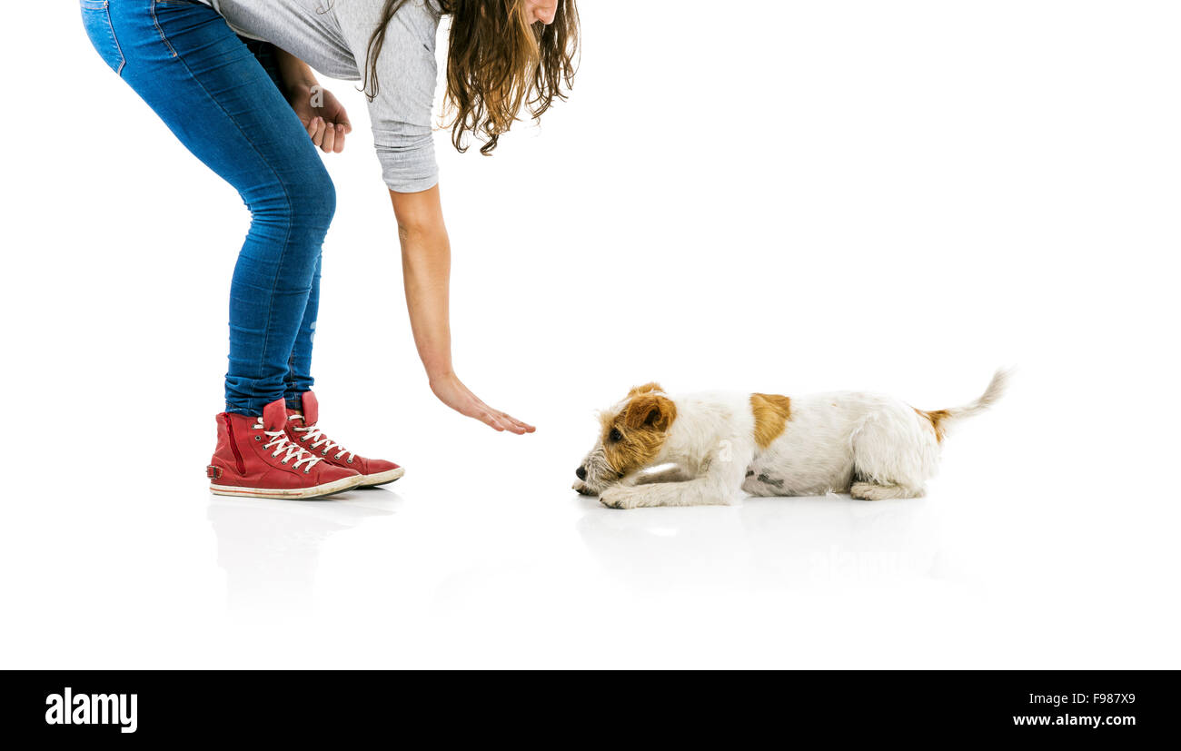 Jeune femme mignonne formation Parson Russell Terrier isolé sur fond blanc Banque D'Images