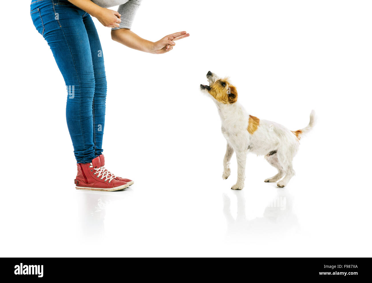 Jeune femme mignonne formation Parson Russell Terrier isolé sur fond blanc Banque D'Images