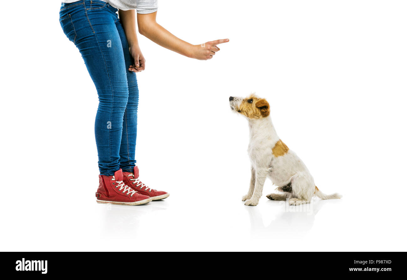 Jeune femme mignonne formation Parson Russell Terrier isolé sur fond blanc Banque D'Images