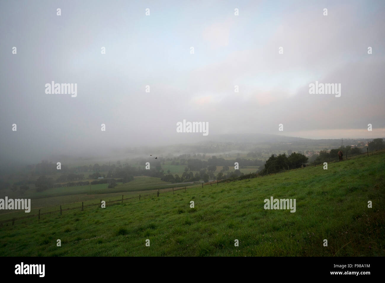 Des oiseaux volent à travers les champs verts du nord de l'Espagne à travers un épais brouillard. Banque D'Images