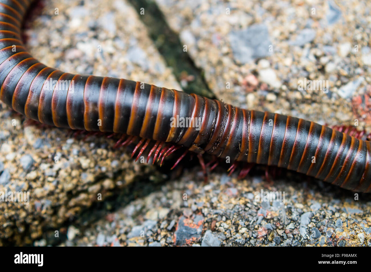 Close up plan macro sur un mille-pattes sur le terrain Banque D'Images