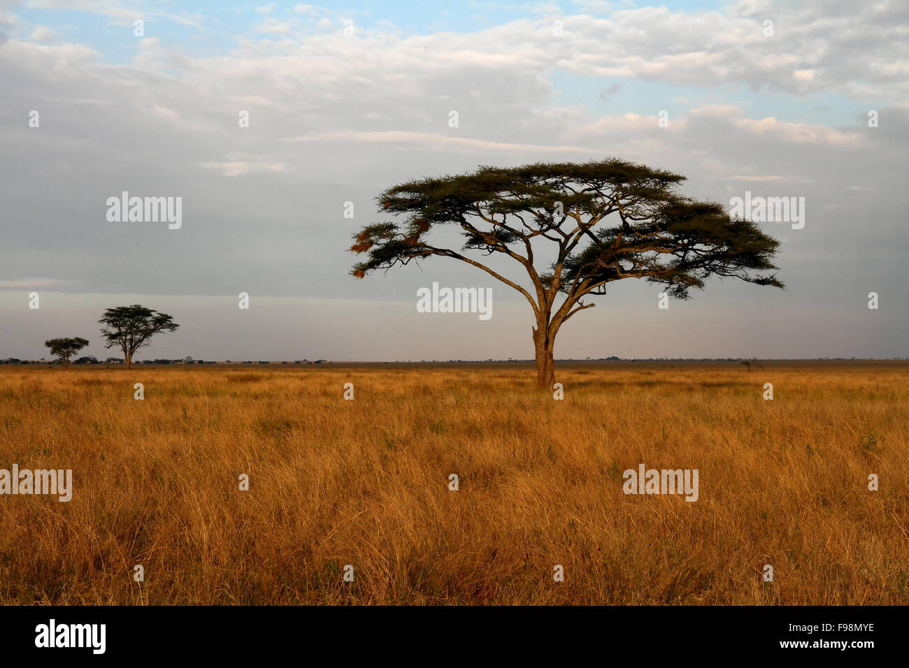 Acacia arbres échelonnées sur les prairies d'Afrique savannah Banque D'Images