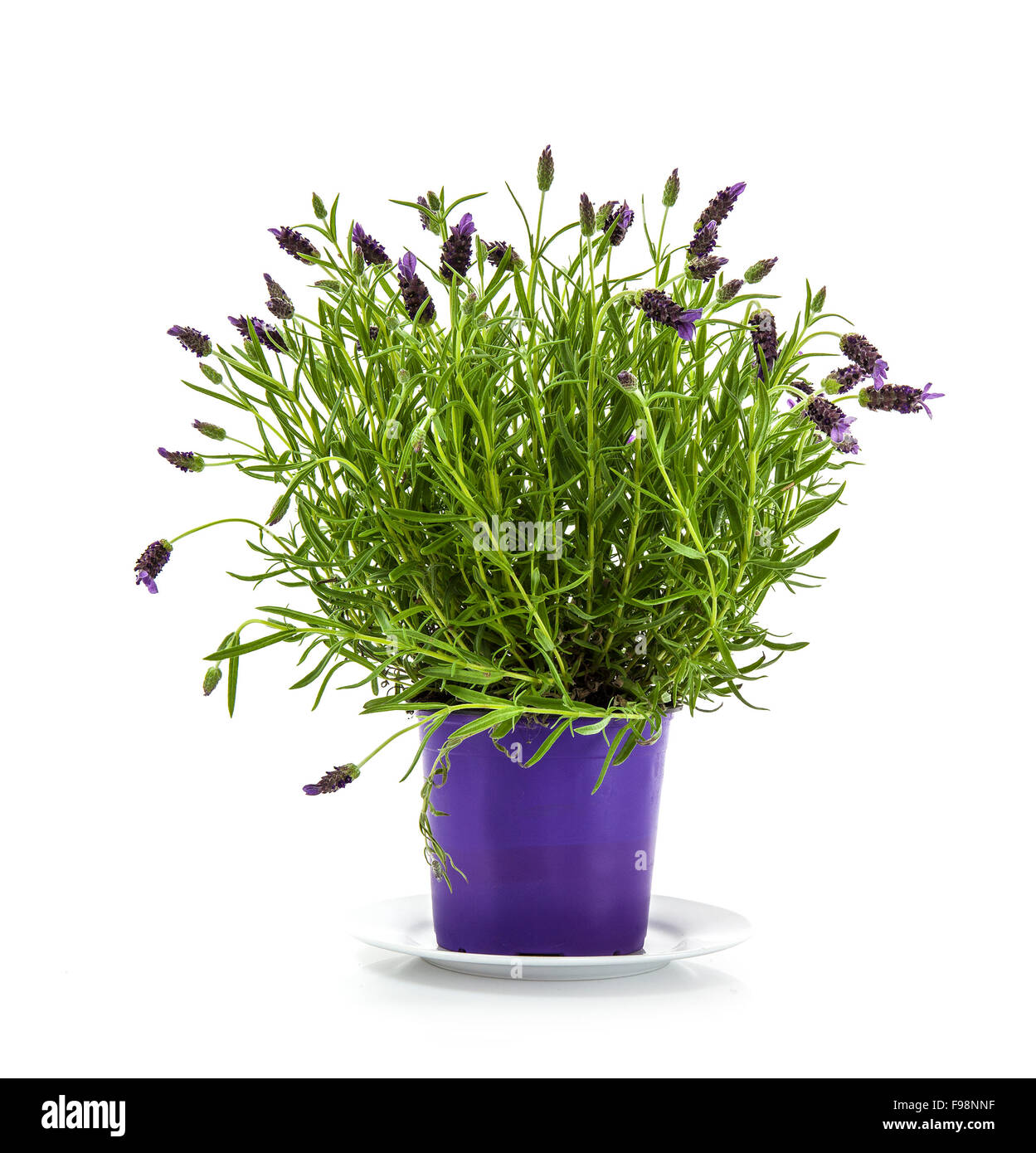 La lavande Stoechas plante en pot de fleurs violet sur fond blanc Photo  Stock - Alamy