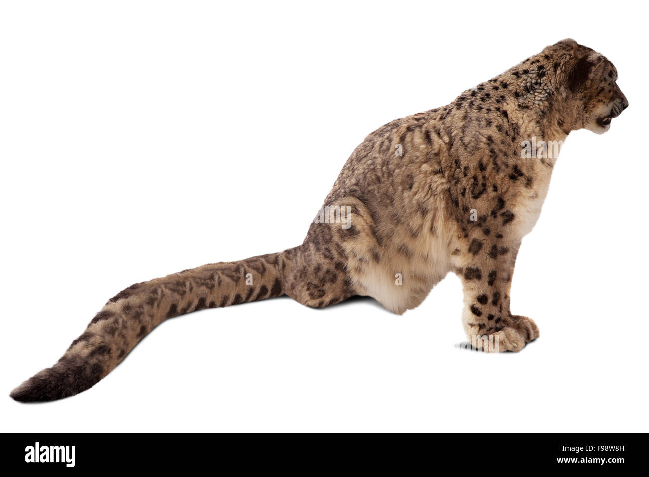 Snow Leopard (Panthera uncia). Plus isolé sur fond blanc Banque D'Images