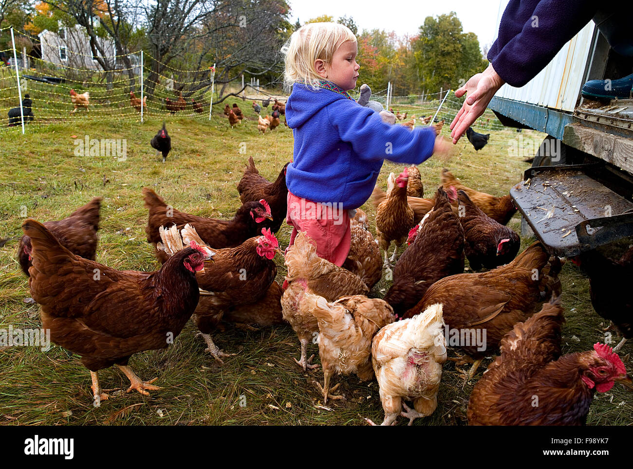 Un enfant aide à distribuer la nourriture pour sa famille biologique de la ferme les poules pondeuses. Banque D'Images