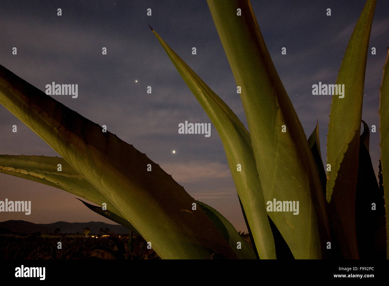 Maguey plantes, Singuilocan, Mexique Banque D'Images