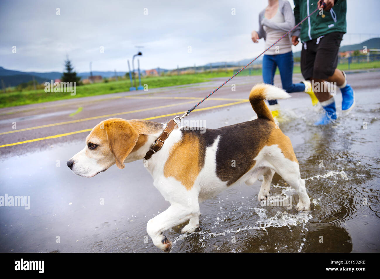 Couple marche chien dans la pluie. Détails de wellies éclabousser dans les flaques. Banque D'Images