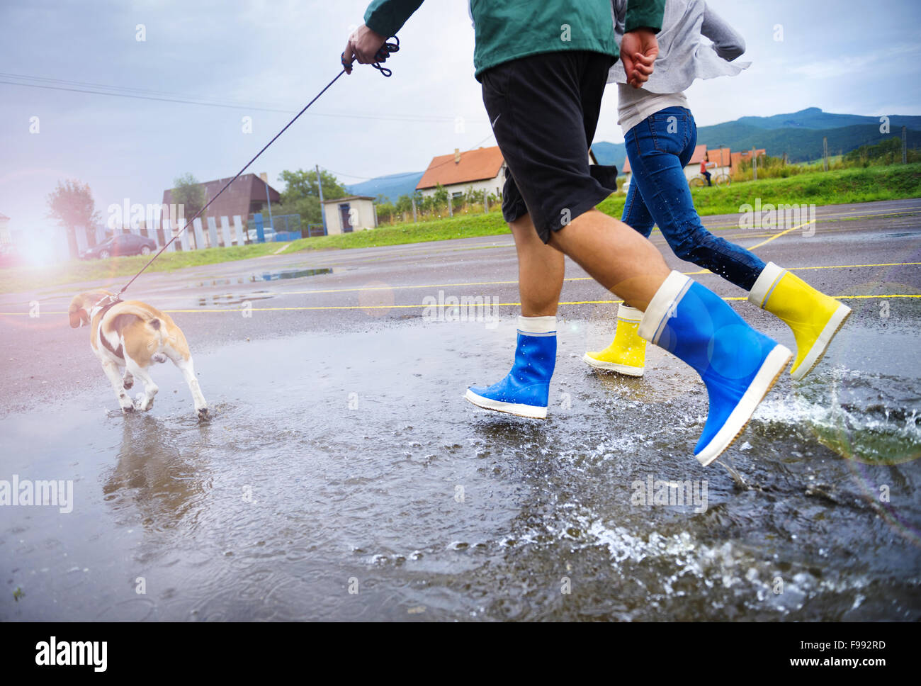 Couple marche chien dans la pluie. Détails de wellies éclabousser dans les flaques. Banque D'Images