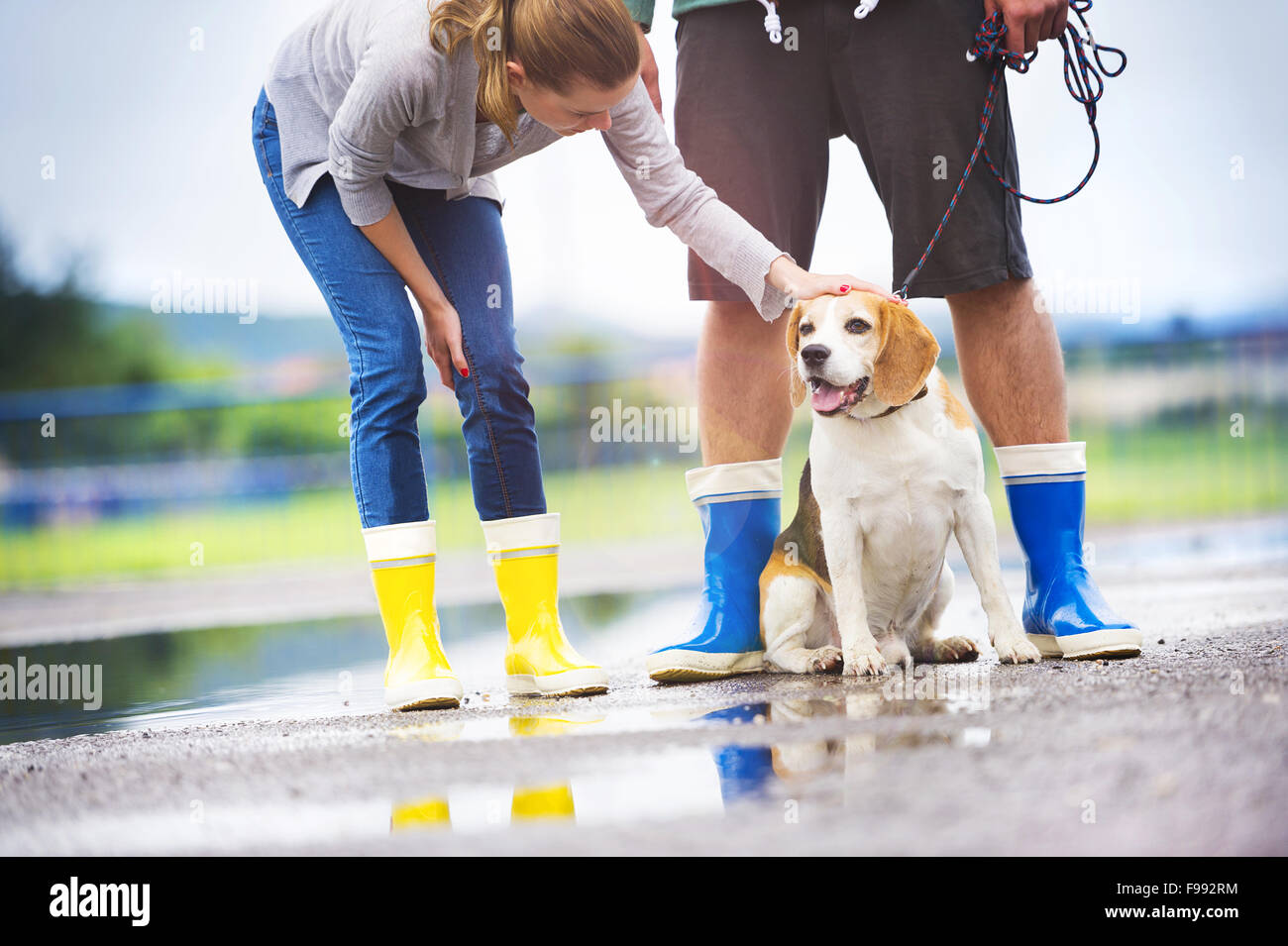 Couple marche chien dans la pluie. Détails de wellies éclabousser dans les flaques. Banque D'Images