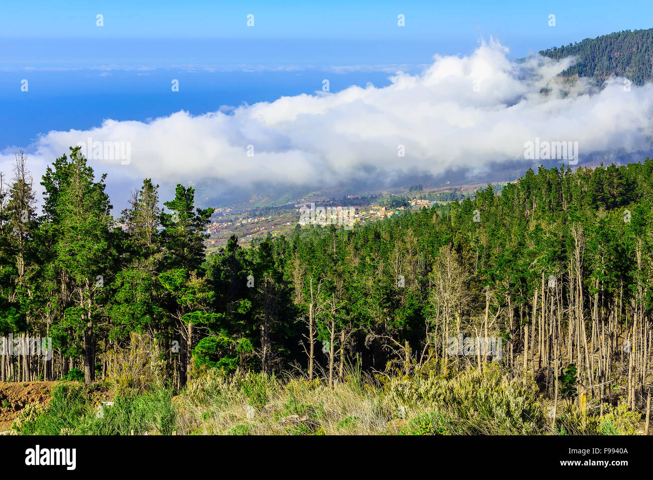 Sapins verts sur l'île des Canaries sur la montagne Banque D'Images