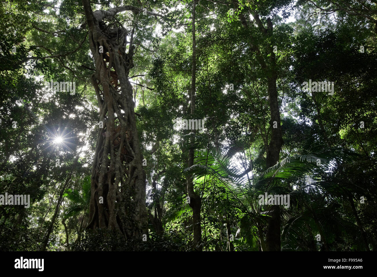 Pin Kauri et Strangler fig, Yidney Scrub, Fraser Island, Australie Banque D'Images