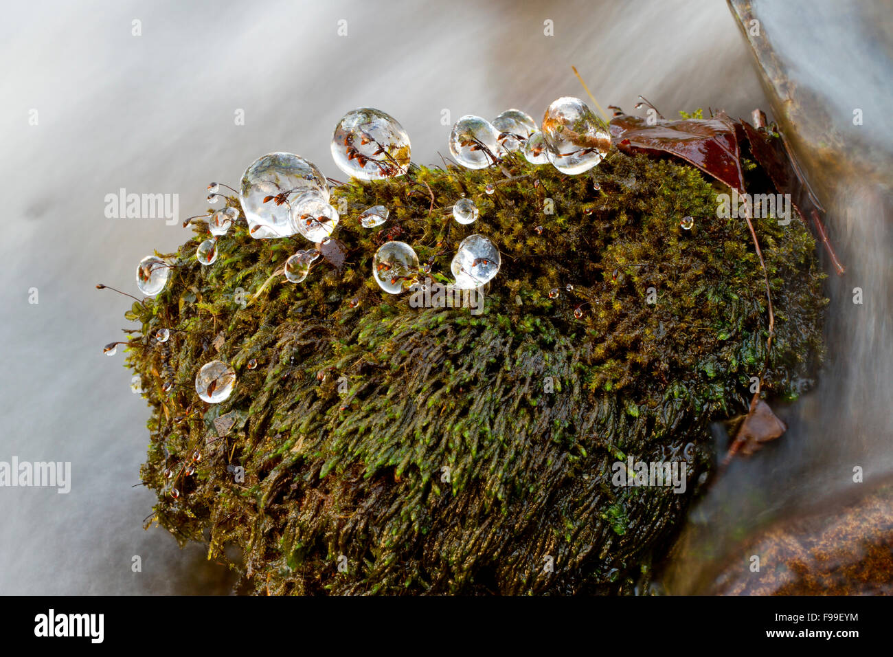 De plus en plus de glace sur la mousse à côté d'un ruisseau. Powys, Pays de Galles. Décembre. Banque D'Images