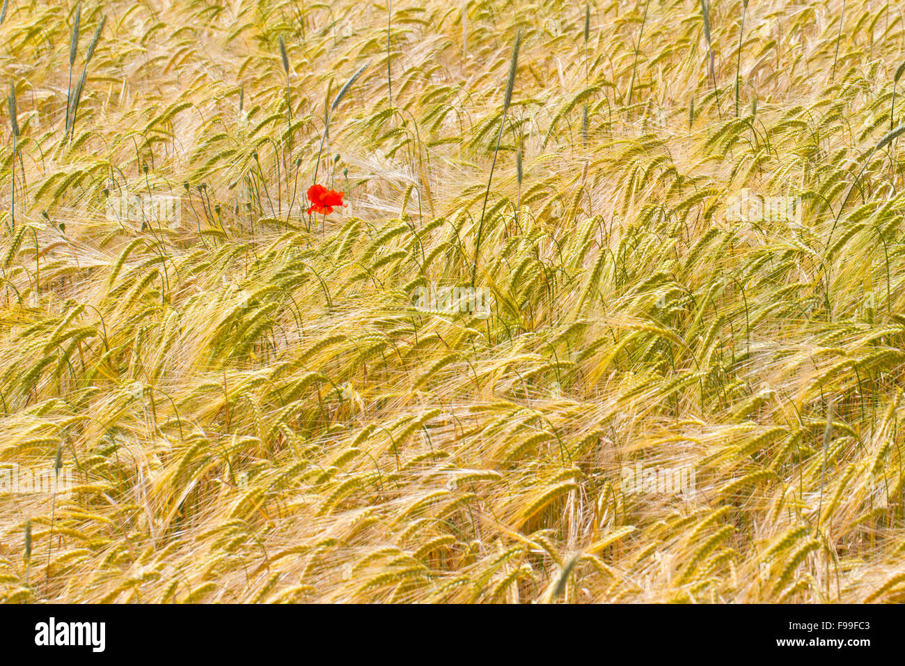 Coquelicot (Papaver rhoeas), fleurs simples dans une culture de blé dur (Triticum durum). Causse de Gramat, Lot, France. Mai. Banque D'Images